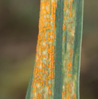 Пустулы жёлтой ржавчины на пораженном листе пшеницы (ориг., 2020 г.)