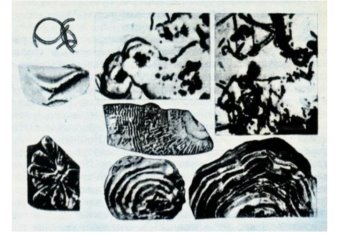 Остатки ископаемых древнейших водорослей