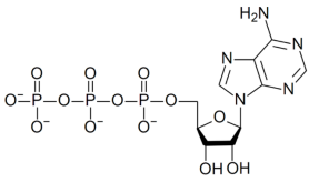 Формула АТФ (Аденозинмонофосфата)