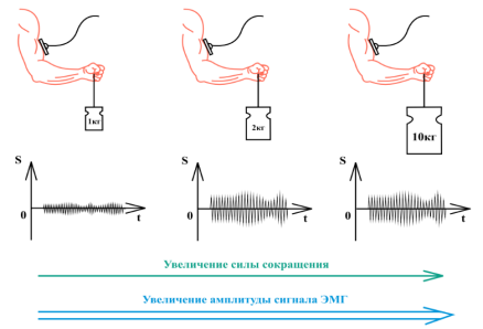Зависимость амплитуды ЭМГ-сигнала от силы сокращения мышцы