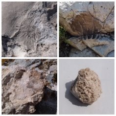 Примеры окаменелостей, обнаруженные на шихане Юрактау
