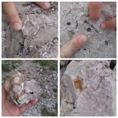 Примеры окаменелостей, обнаруженные на шихане Торатау