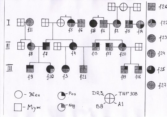 Генеалогическое древо с указанием генетических маркеров (справа не родственники из контрольной группы f22-f27).