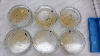 Чашки Петри с колониями микроорганизмов (фото автора)