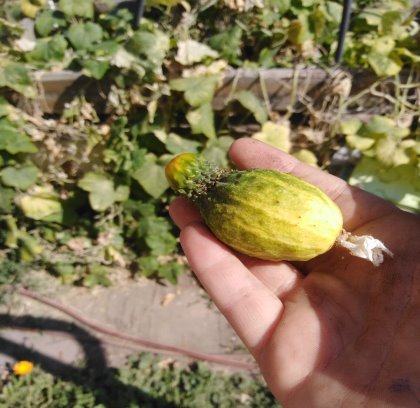 Плод опытного растения огурца (фото автора)