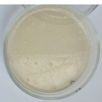 Количество колоний бактерий на питательных средах после гигиенической обработки рук салфетками