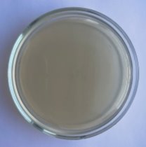 Количество колоний бактерий на питательных средах после гигиенической обработки рук гелем