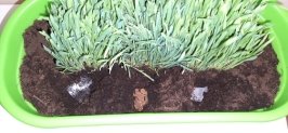 Образцы из крахмала и каррагинана спустя 7 дней в почве (размокли, стали хрупкими)