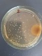 Чашки Петри с колониями микроорганизмов (фото автора)