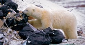 Белые медведи объелись пластика в Арктике - PCNEWS.RU