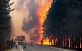 Лесные пожары в России охватили 785 млн га — РБК