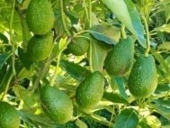 avocado-black-spot-learn-about-cercospora-spot-avocados.jpg