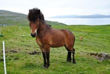 Лошадь Фарерских островов