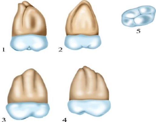 Третий моляр верхней челюсти: 1 — вестибулярная поверхность; 2 — небная поверхность; 3 — передняя контактная поверхность; 4 — задняя контактная поверхность; 5 — окклюзионная (жевательная) поверхность