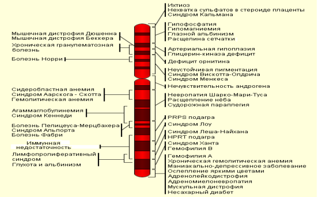 Генетическая карта болезней, сцепленных с Х-хромосомой