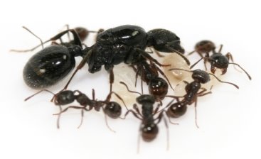 Королева и рабочие муравьи-жнецы