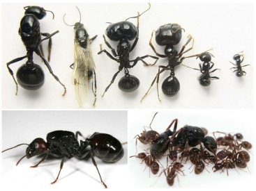 Виды муравьев в колонии: королева, трутень, солдаты, рабочие муравьи