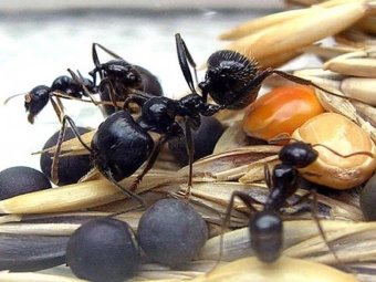 Питание муравьев-жнецов