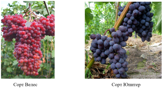 Самые перспективные и устойчивые сорта винограда для Липецкой области |  Статья в журнале «Юный ученый»