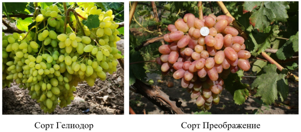 Самые перспективные и устойчивые сорта винограда для Липецкой области