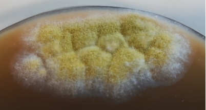 Aspergillus Flavus (аспергилл желтый) на питательном растворе на основе агара
