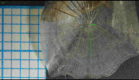 Изображение чешуи голавля, полученное с помощью видеобинокуляра