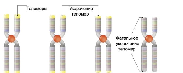 https://dolgo-jv.ru/wp-content/uploads/2019/02/1200-610051852-telomere-and-centromere.jpg