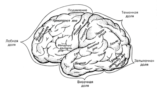 Функциональные зоны и доли коры головного мозга
