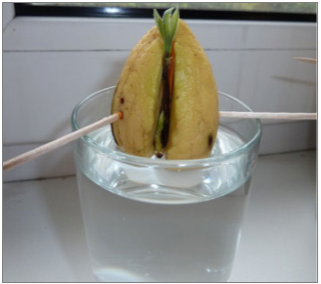Проросшая косточка авокадо