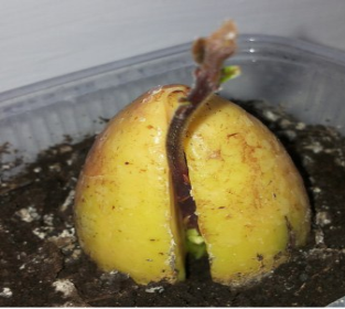 Высаживание авокадо в грунт