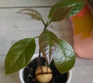 Проросший авокадо
