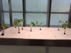 Выращивание томатов в условиях аэропоники (замкнутая агроаэросистема с контролируемыми условиями роста)