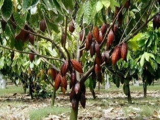Какао-бобы: где растут, родина выращивания плодов, как выглядят, крупнейшие...