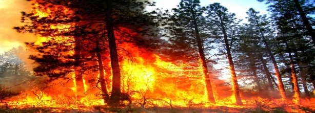 Пожар в лесу