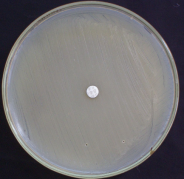 Рост микроорганизма по всей чашке и неэффективность диска с антибиотиком