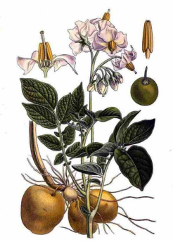 Растения, клубни, плоды и цветки картофеля