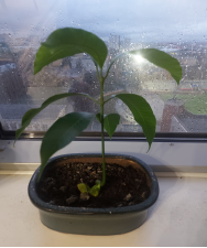 Растение манго с 7 листьями, 29.10.2023 (фото автора). Высота стебля манго 21 см, количество листьев 7 штук.