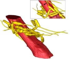 Графическая реконструкция мышечного волокна муравья, оплетенного трехмерной сетью паразитического гриба кордицепса