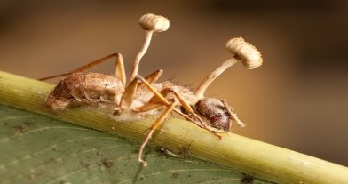 Мертвый муравей-древоточец, из которого выросли плодовые тела