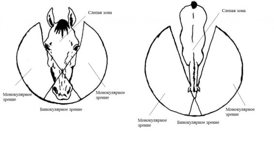 Краткий курс анатомии лошади. Часть 8: Нервная система и органы чувств - фото -1024x556, главная Лошадь , конный журнал EquiLIfe