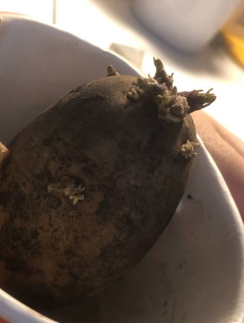Проращивание клубней картофеля в воде