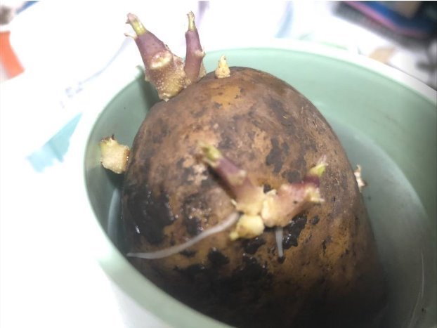 Появление придаточных корней на клубнях картофеля