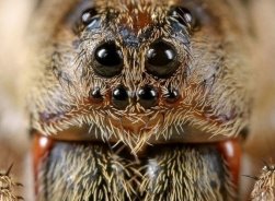 Строение глаз паука
