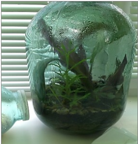 Растения внутри бутыли после полива