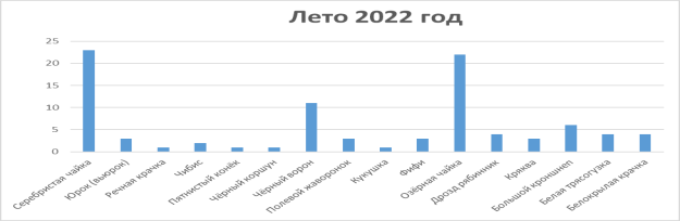 Лето 2022 год