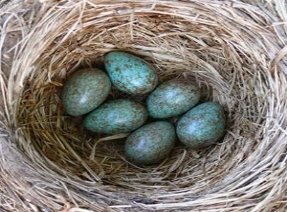 Гнездо рябинника с кладкой яиц