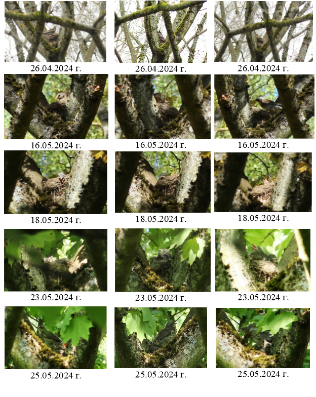 Фотоальбом жизни гнезда дрозда-рябинника во дворе