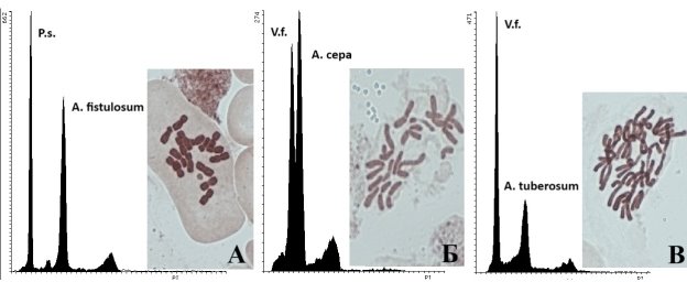 Примеры гистограмм и препаратов хромосом. А — Allium fistulosum; Б — Allium cepa; В — Allium tuberosum