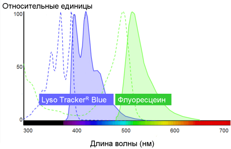 Спектры поглощения (пунктир) и флуоресценции (сплошные линии) флуоресцеина и Lyso TrackerTM Blue (Molecular Probes®) [3]