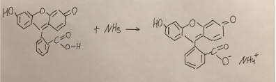 Реакция взаимодействия флуоресцеина и аммиака
